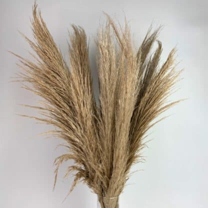 Dried Pampas Grass Natural  