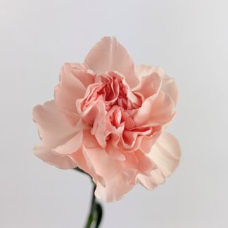 CARNATION - PEACH  