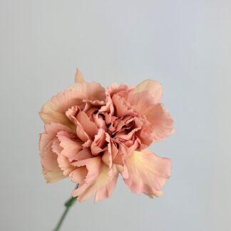 Carnation Terracotta Caramel  