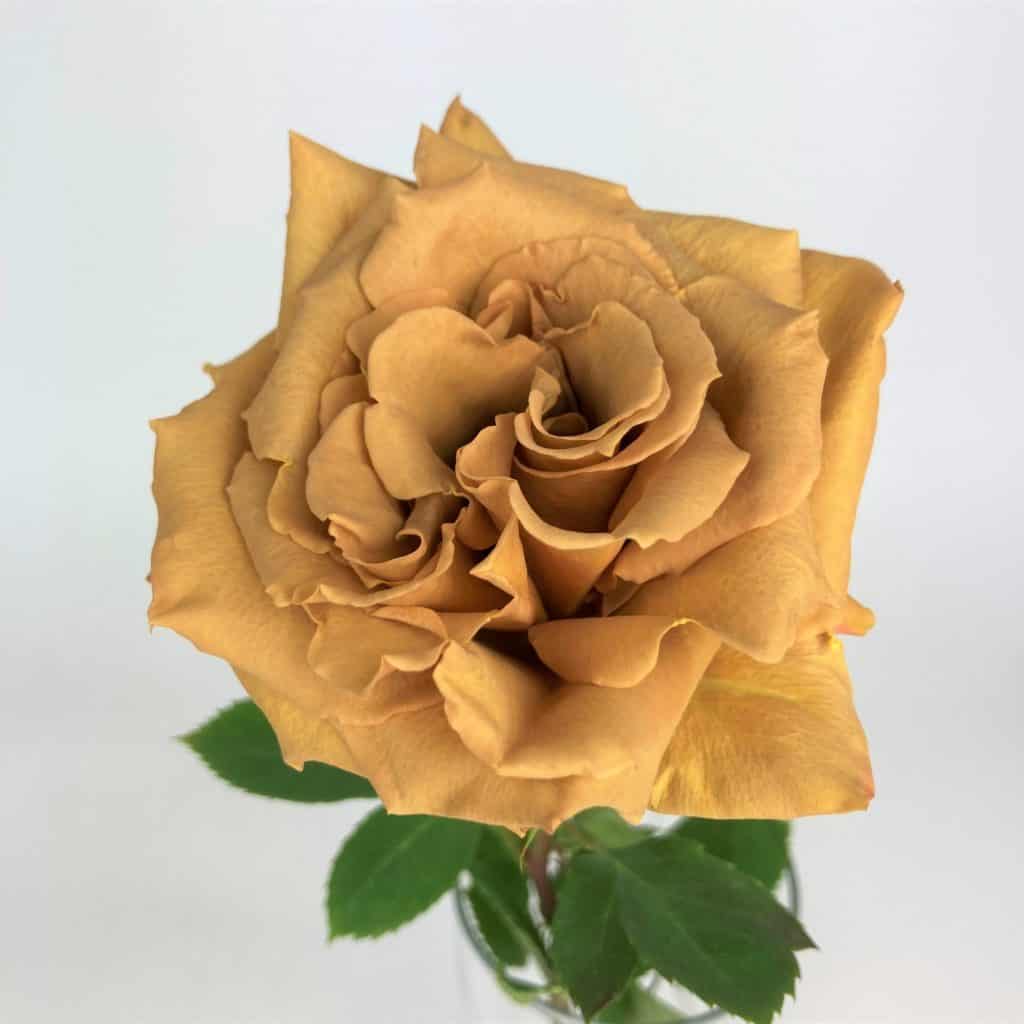 Toffee Rose Wholesale Bulk Flower Delivery