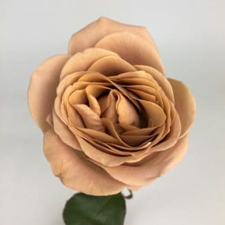 Cappuccino Rose  