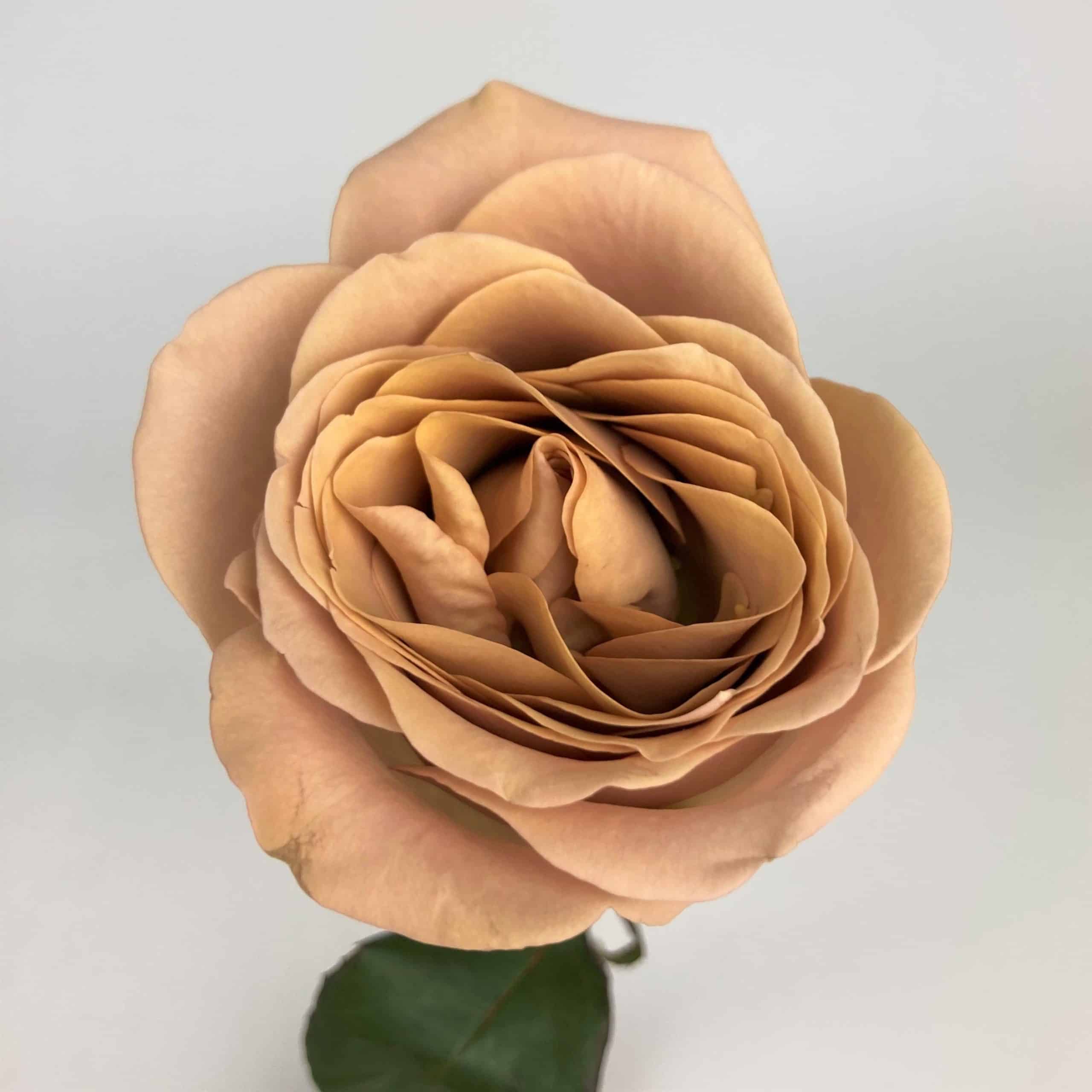 Cappuccino Rose Wholesale - Bulk Flower Delivery