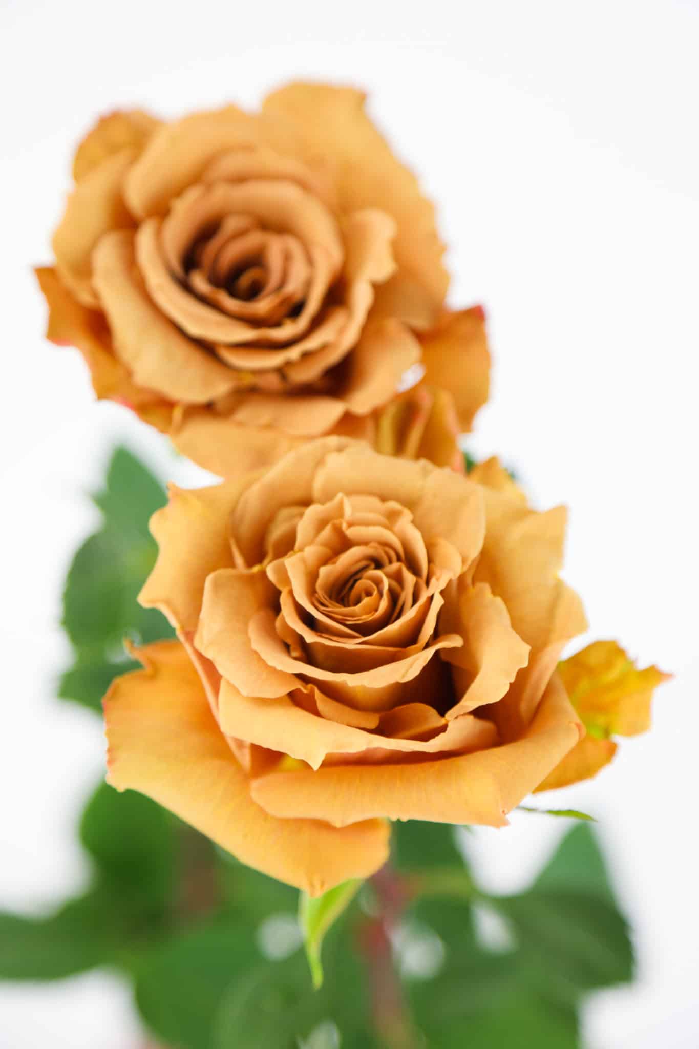 Toffee Rose Wholesale Bulk Flower Delivery