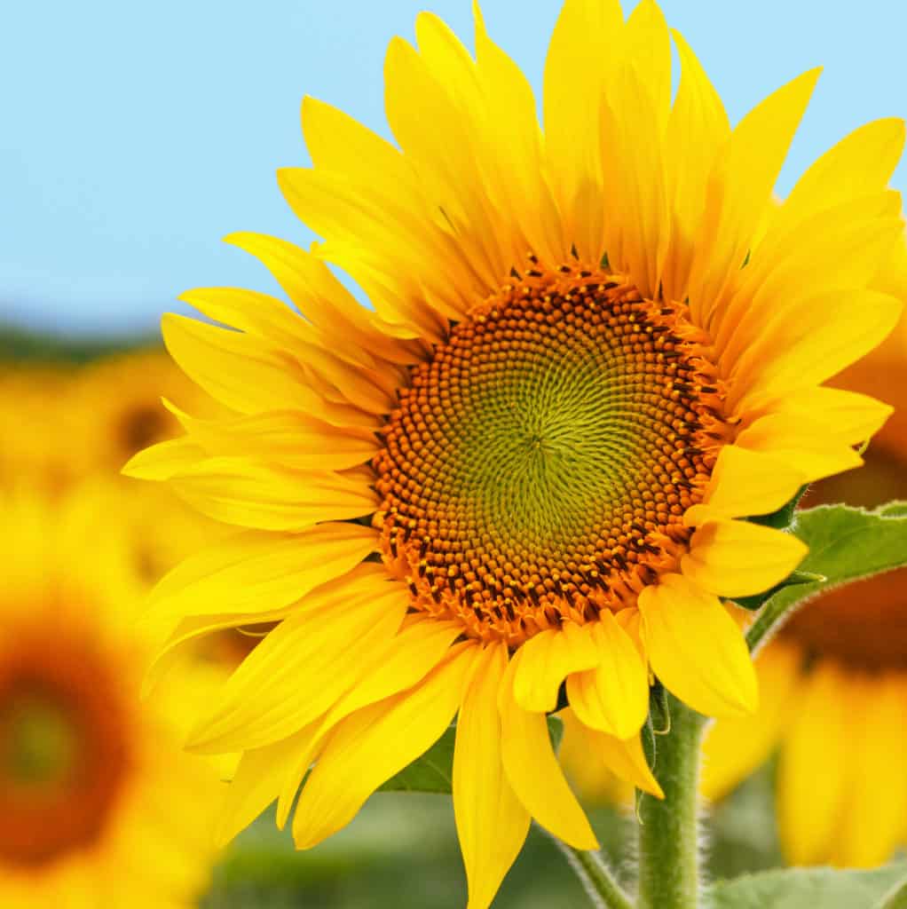 Sunflowers Wholesale Bulk Flowers