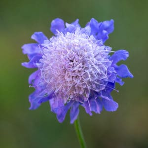 Scabiosa columbaria close-up, Butterfly Blue, Small scabious, perennial herb with dissected leaves and up to 4 cm across lavender blue flower heads.