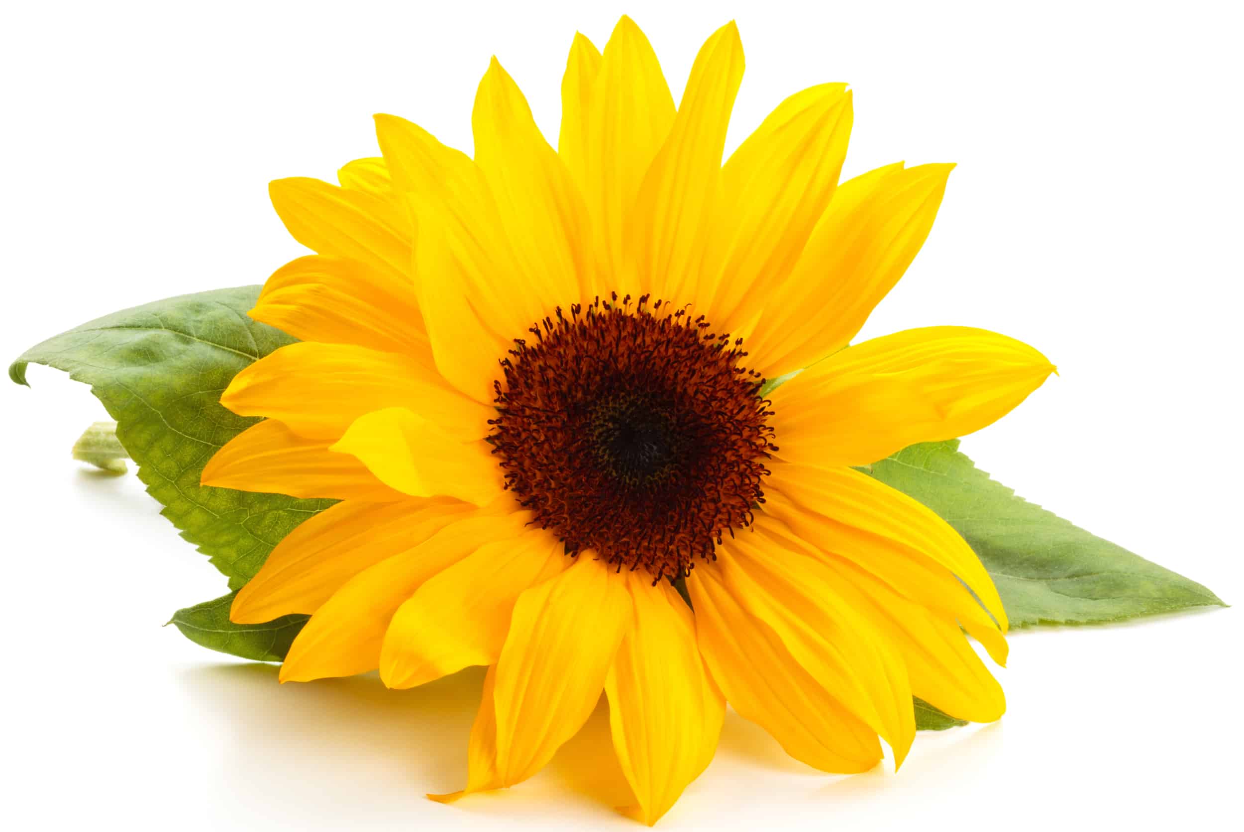 Sunflower with leaves isolated on white background.