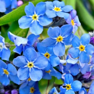 Bouquet of blue forget-me on a wooden background