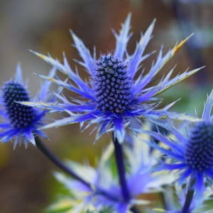 Sea Holly blue thistle Eryngium flowers growing in the garden
