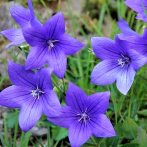 Balloon flower (Platycodon)