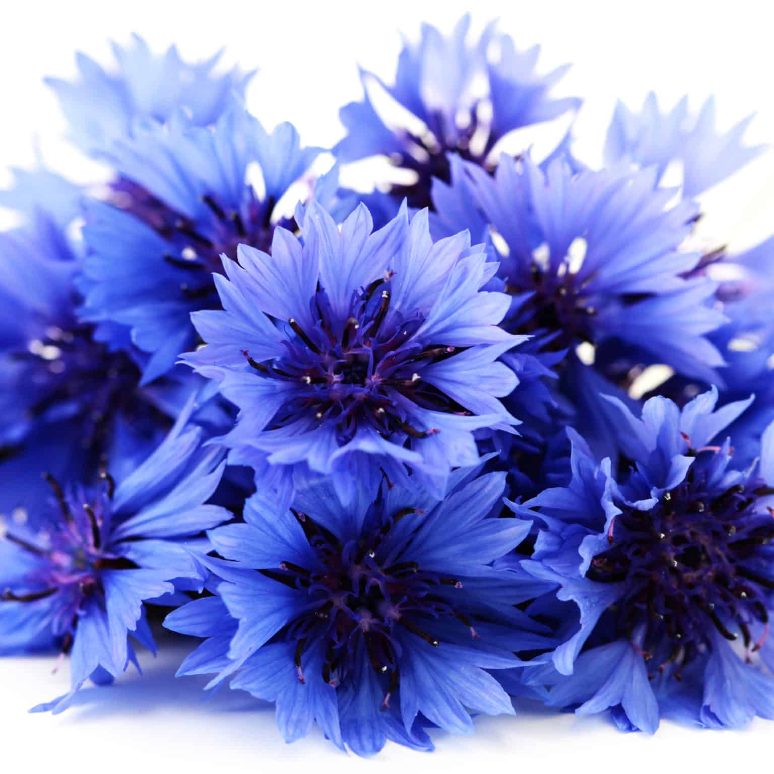 Beautiful Blue Flowers of Summer Cascade Floral Wholesale