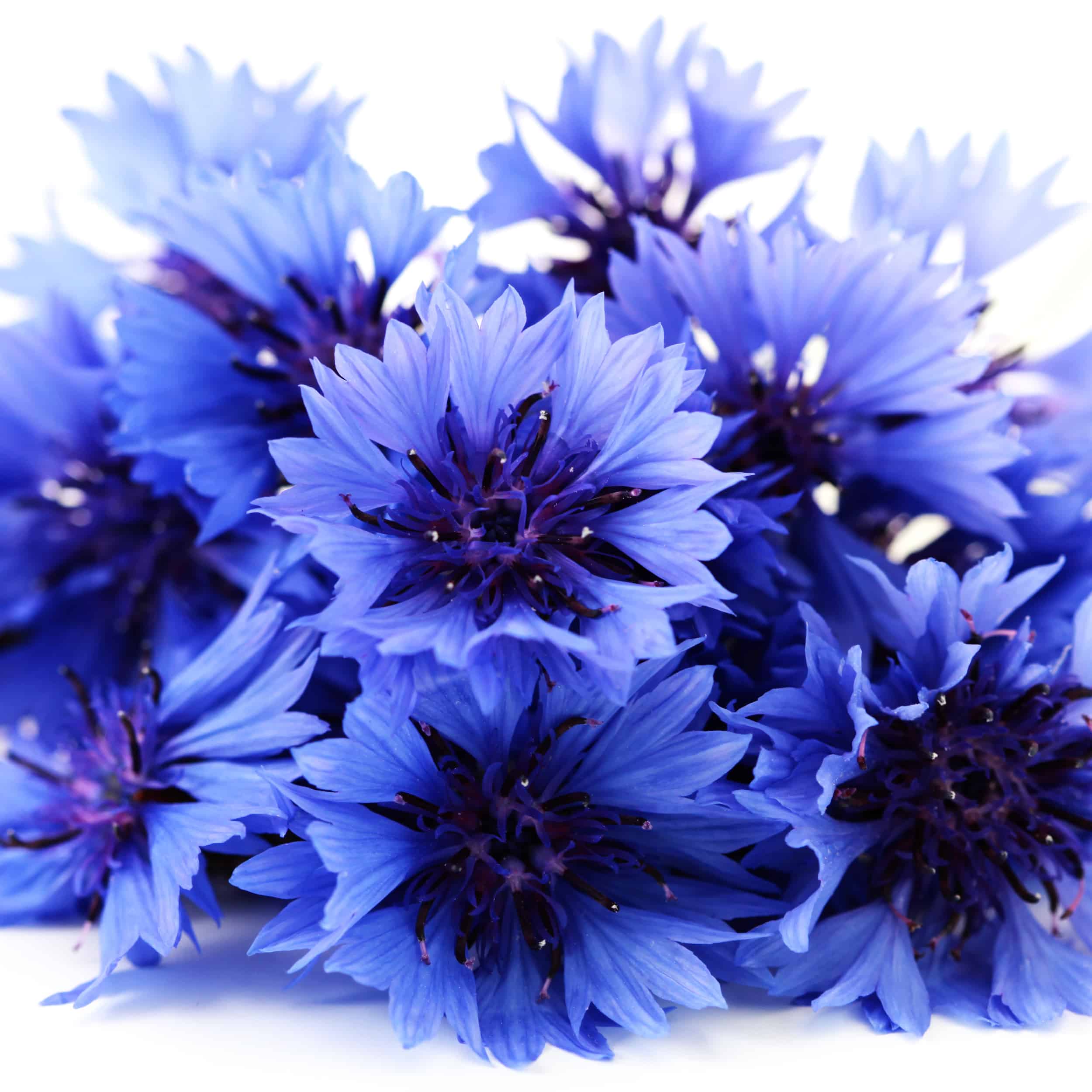 blue flowers with white background