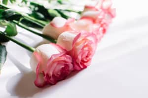 Beautiful bouquet of blooming long stem pink roses on white background.