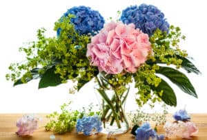 still life with blue and pink hydrangea