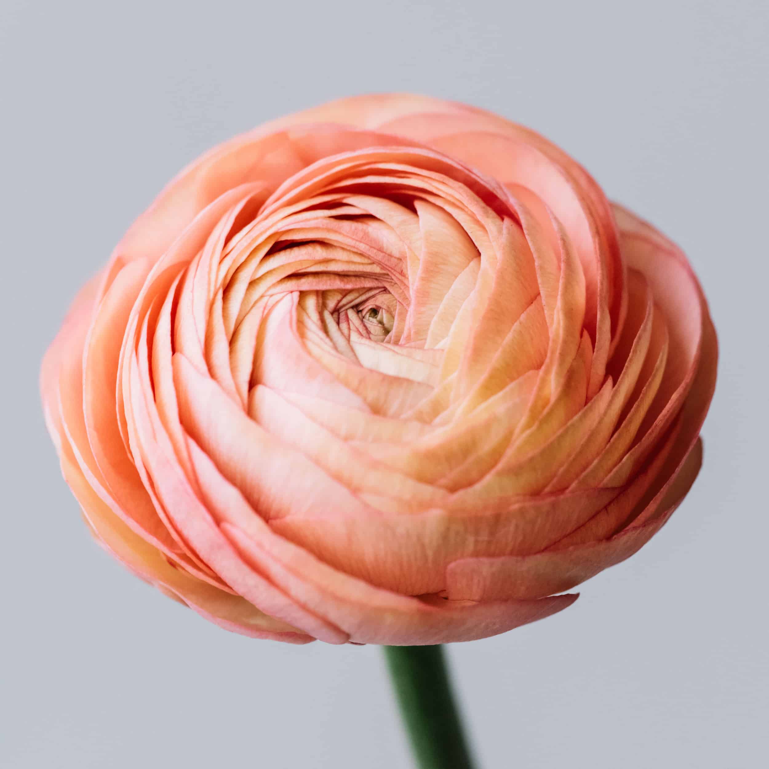 Beautiful fresh blossoming single salmon colored Ranunculus flower on the grey wall background, close up view