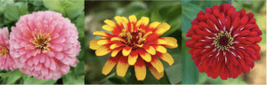 Pink yellow and red zinnias