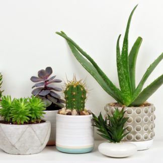 Wholesale Plants