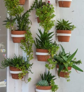 Wall arrangment of cacti and other plants on white wall outside.