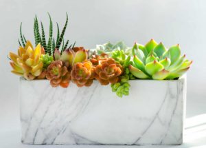 Arrangement of red green Echeveria and Zebra plant succulent flowering houseplants in square pot planter and sunlight shadow background
