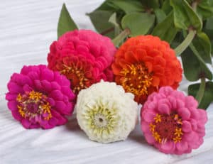 Multi-colored zinnia flowers close-up on wooden table