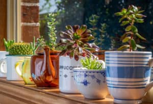 House plants grown in recycled mugs, tea cups, sugar bowl and tea pot displayed in sunny window, recycle, reuse, upcycle for sustainable living and gardening.