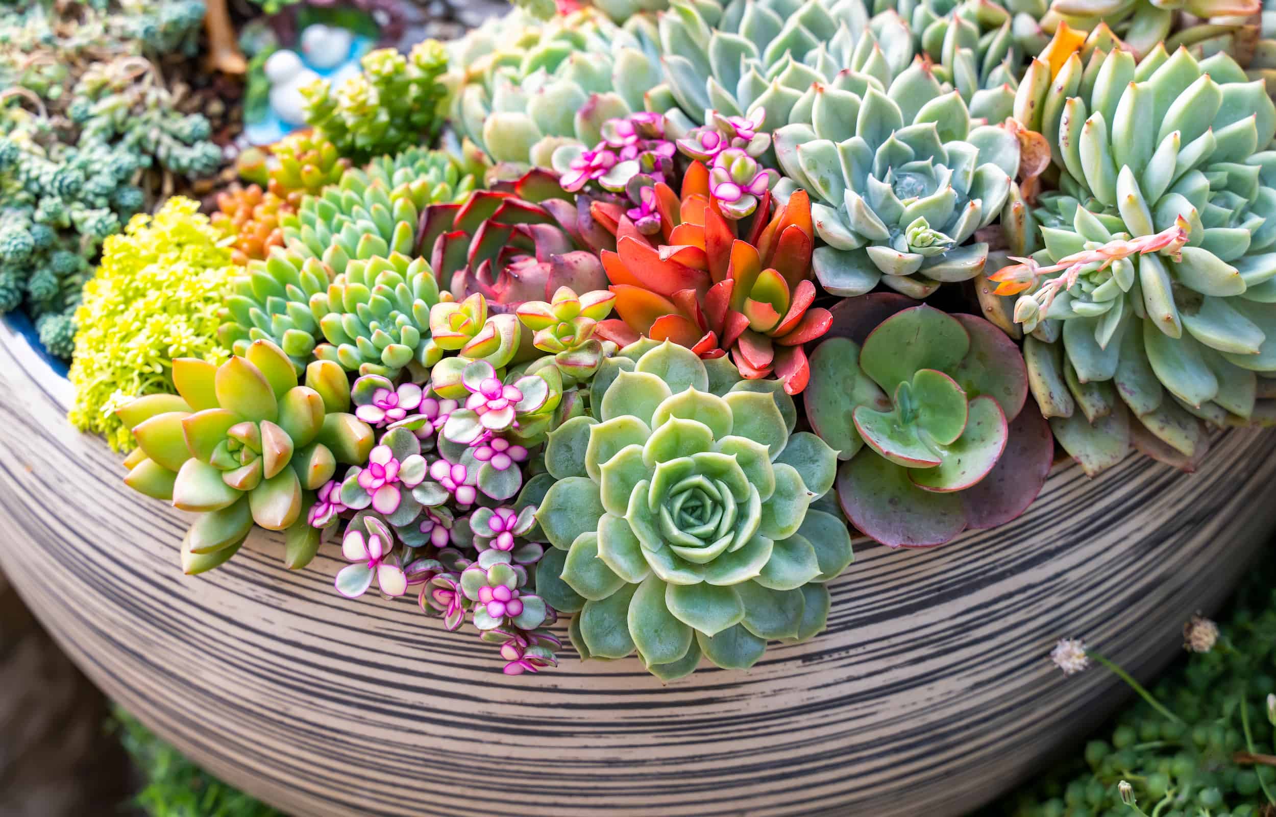 How To Plant Succulents In A Planter At George Maple Blog