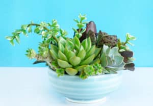 Mix of green echeveria, crassula succulent plant centerpiece arrangement in blue ceramic pot on white table top ,blue background