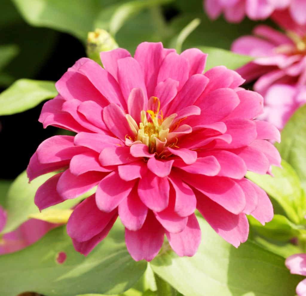 up close of pink Zinnia