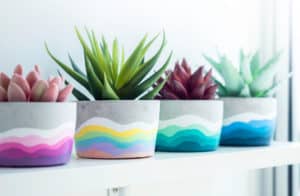 Colorful DIY round concrete pot with beautiful green, pink and red succulent plants decoration on a white wooden shelf on white wall background near glass window. Four unique painted cement planters.