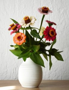Close up of zinnia flowers in vase