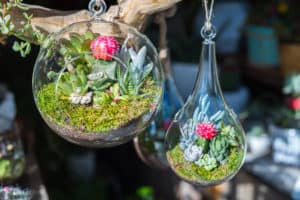 Mini-succulents in glass terrariums.
