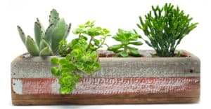 Various types of succulent cactus plant in wooden box