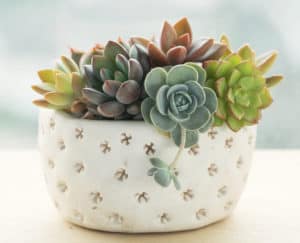Clay pot of various of flowering echeveria, sedum succulent plants centerpieces beside window