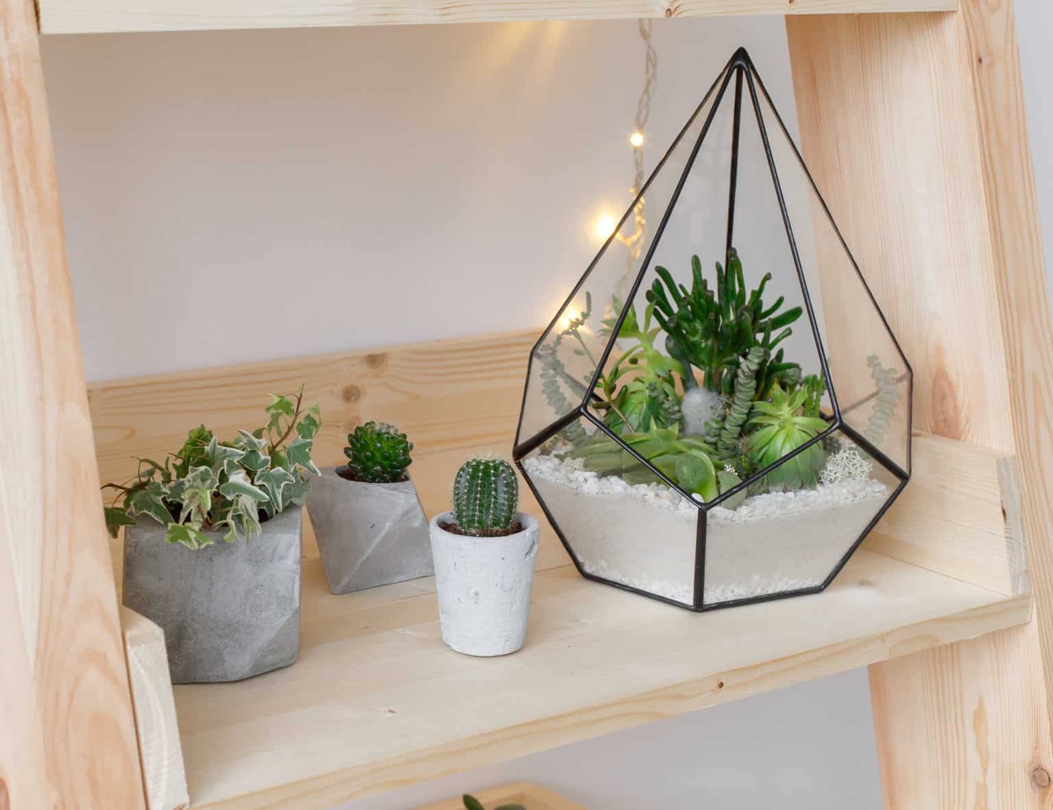 Curated visual reference: Picture Idea: How To Decorate Your Home With Succulents