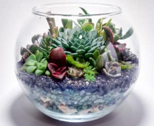 The succulent terrarium in a glass vase
