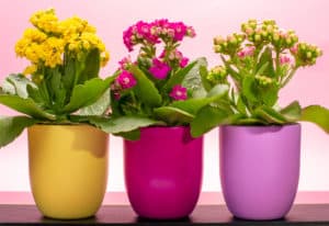 Three colors pots with thee colors medical plants kalanchoe with flowers close up on trendy pink background, bright colors concept
