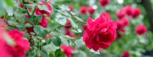 Closeup of rose bush flowers in summer garden during blossoming after rain