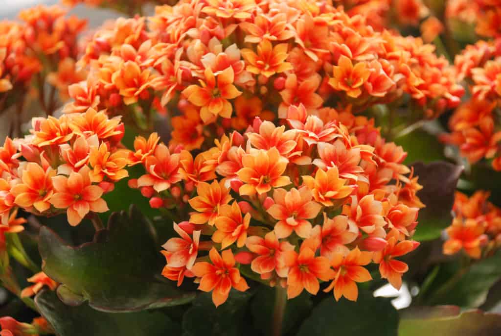 All AƄout the Kalanchoe - Cascade Floral Wholesale