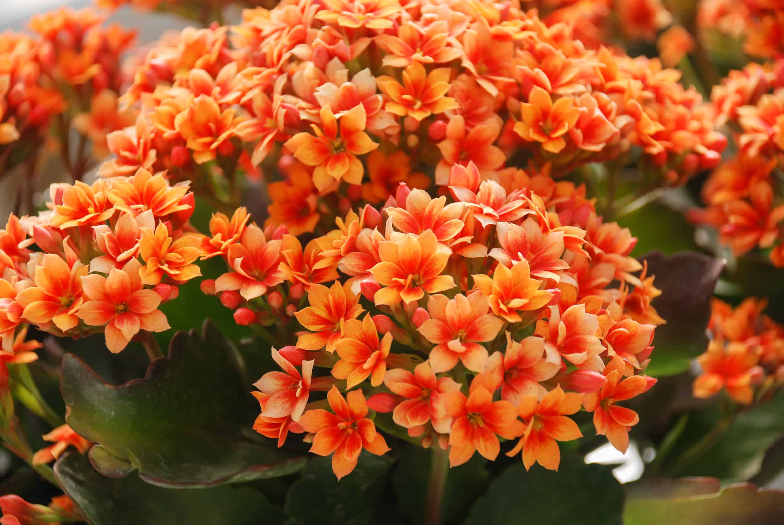 Kalanchoe plant with orange flowers, Kalanchoe blossfeldiana, potted Kalanchoe