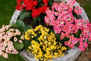 Kalanchoe potted plants in four colors of red, yellow and white powder grown in the garden
