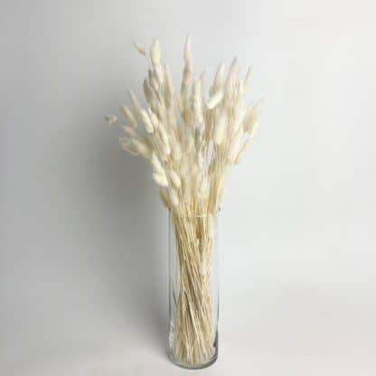Dried Bunny Tails White  