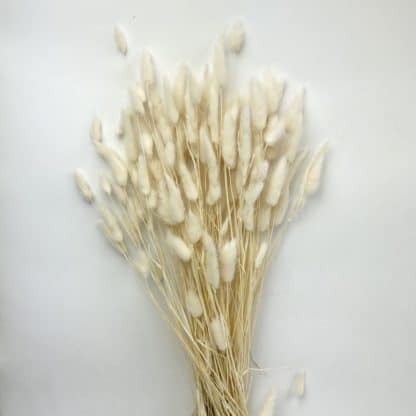 Dried Bunny Tails White  