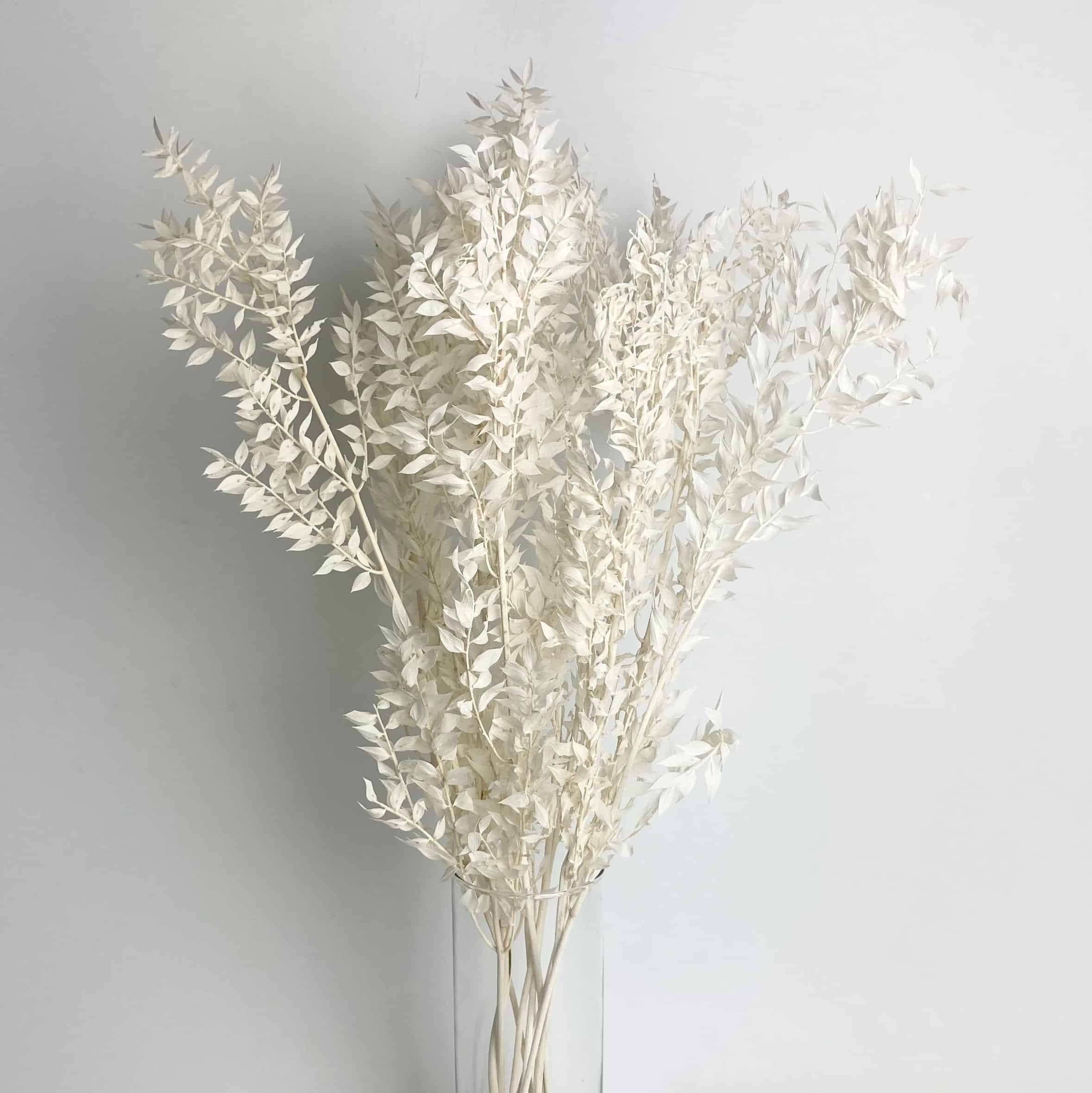 Dried Italian Ruscus White - Wholesale Bulk Flowers - Cascade Floral