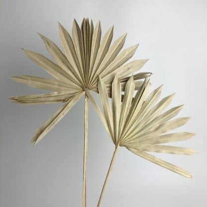 Dried Sun Palm  