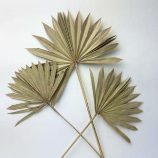 Dried Sun Palm  
