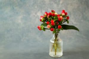 Red hypericum berries in a vase