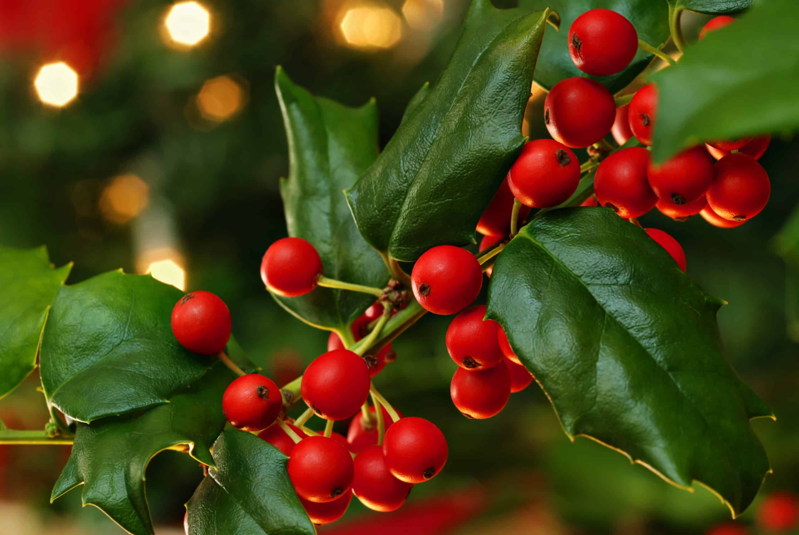 10 Pack Artificial Christmas Picks Assorted Red Berry Picks Stems Faux Pine Branches Spray with Pinecones Apples Holly Leaves for Christmas Floral