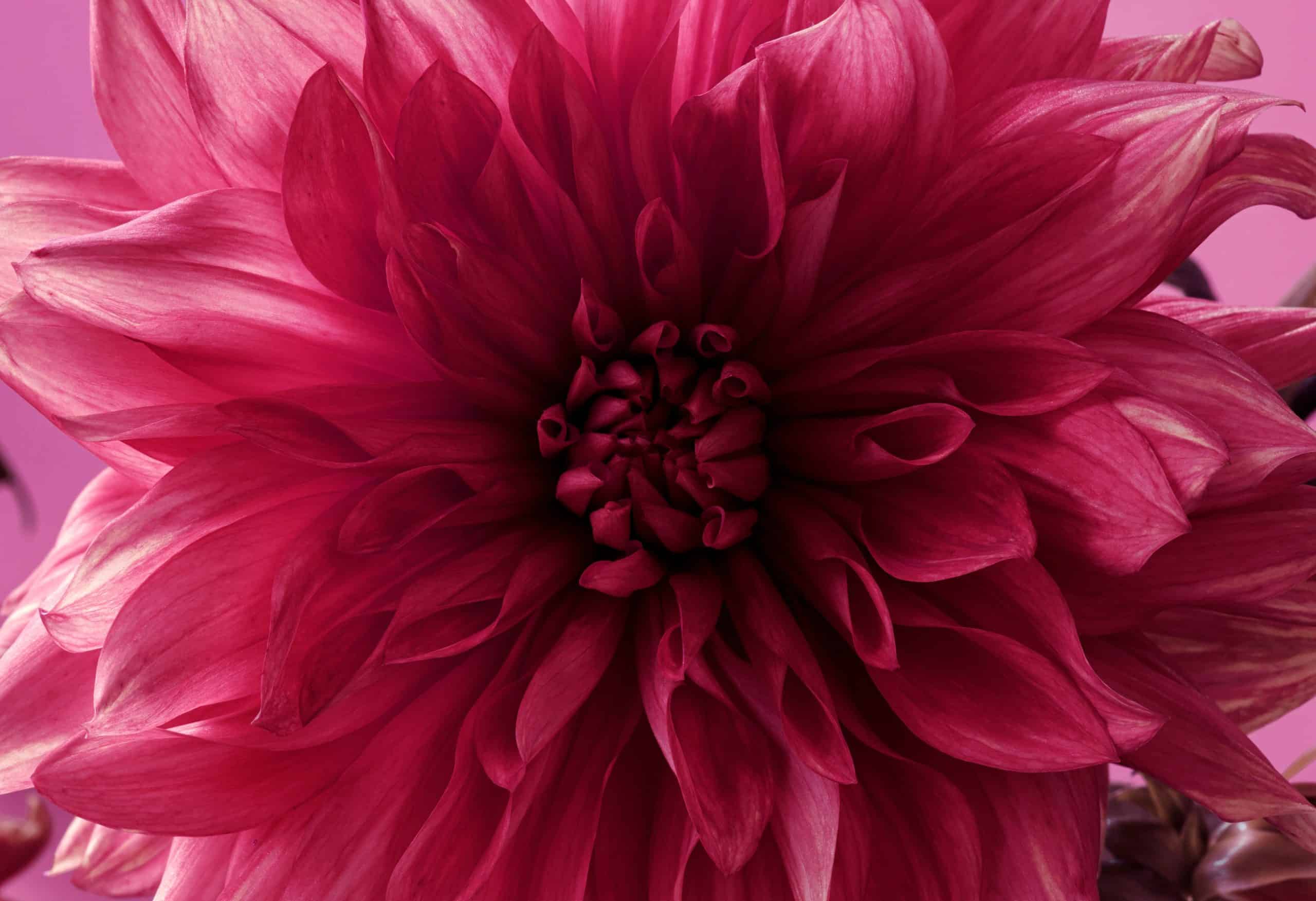 Viva Magenta Flower