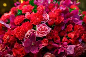 Fresh magenta, pink, and red flowers