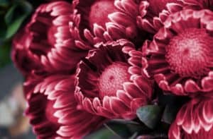 Exploring Viva Magenta Flowers and Pantone's 2023 Color of the Year -  Cascade Floral Wholesale