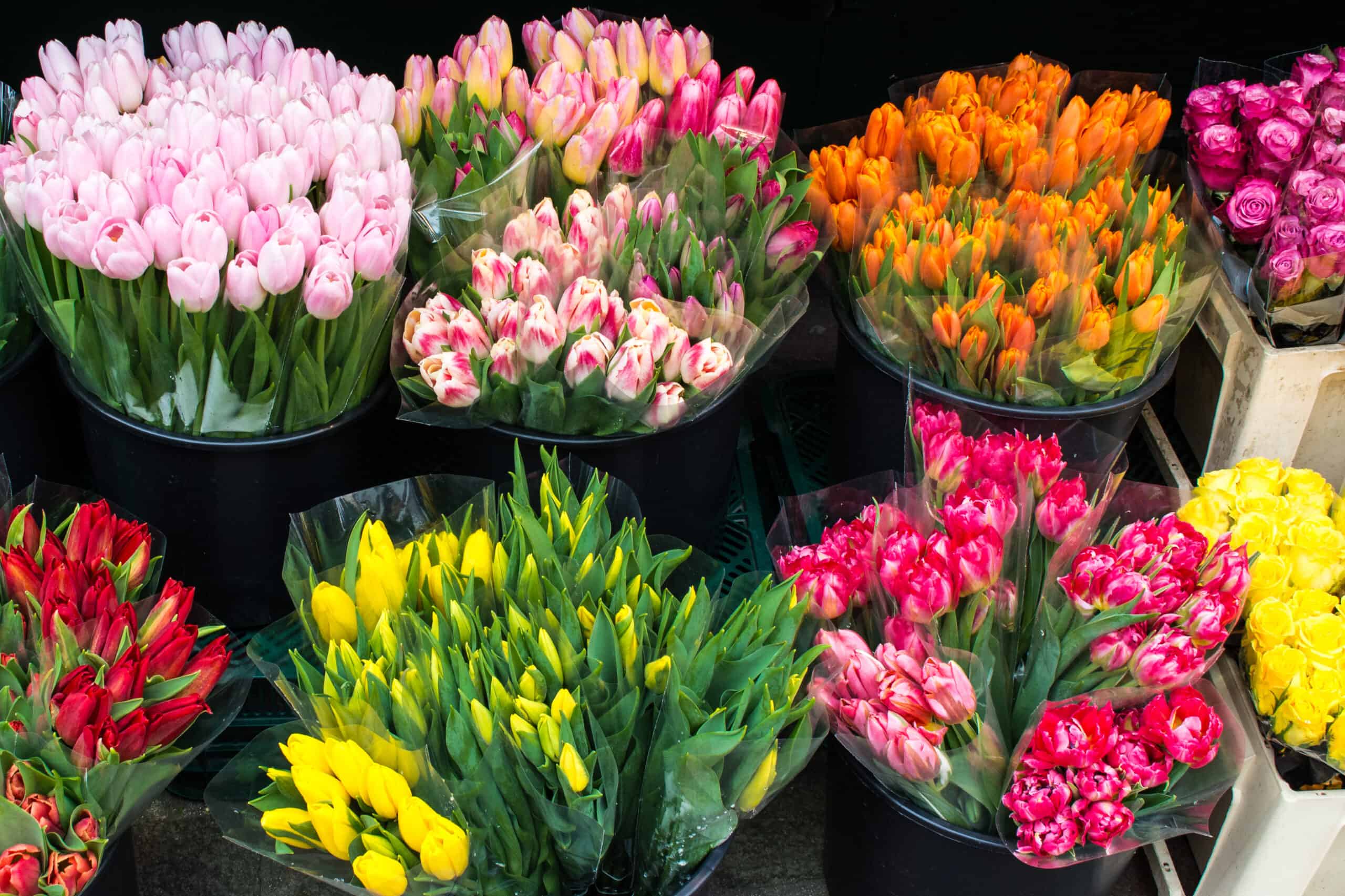 Tulips in many colors